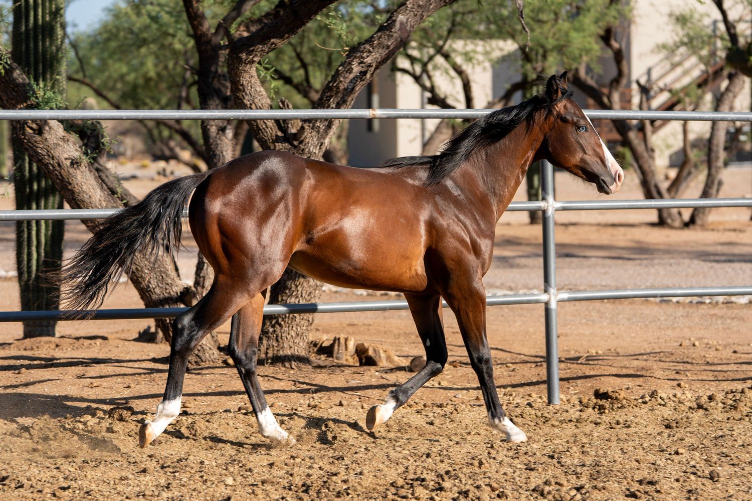 Horse standing for sale photos