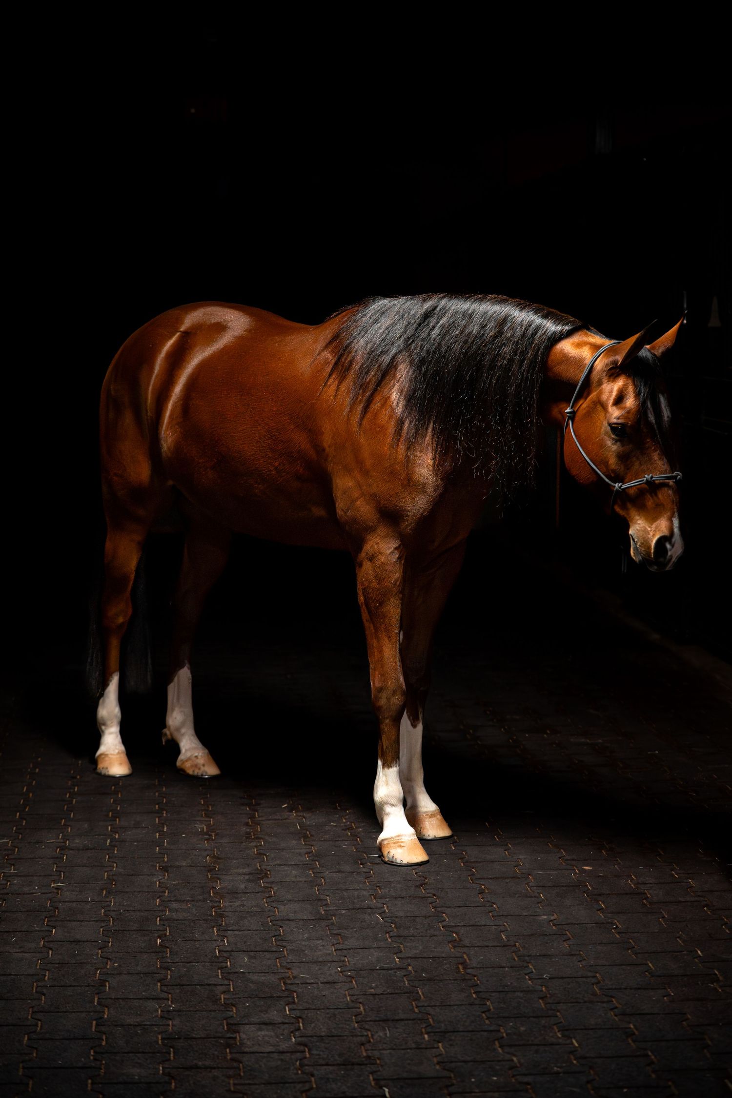 Black background  Horse in the light
