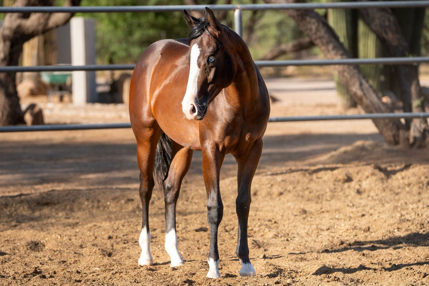 Horse standing for sale photos