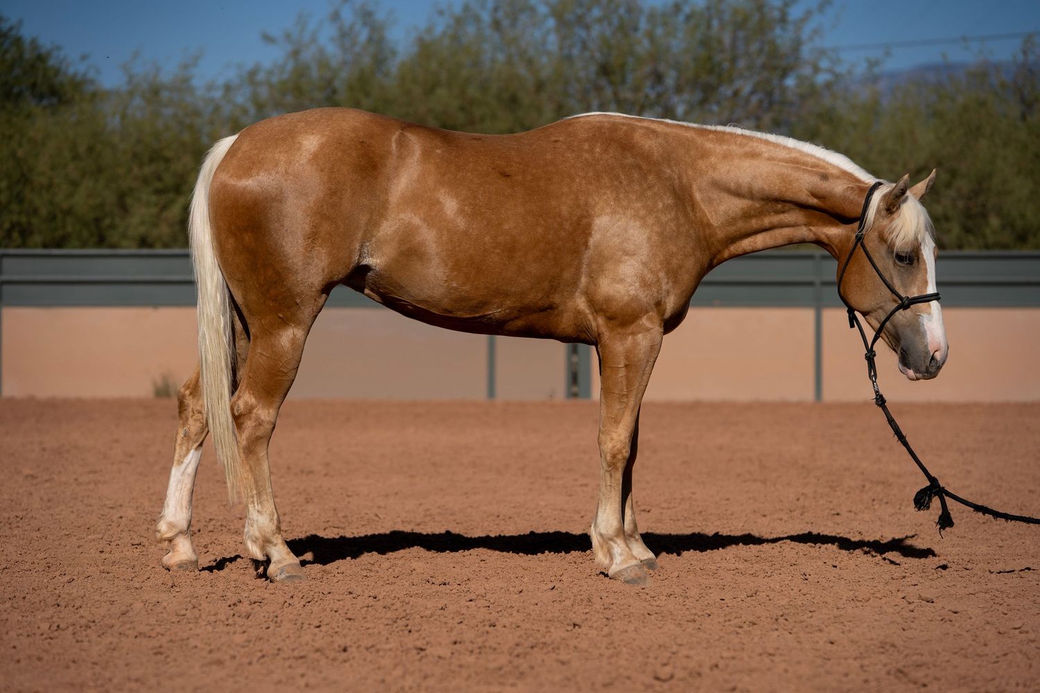 Quarter Horse standing square in the desert during sale photos, showcasing conformation and western style