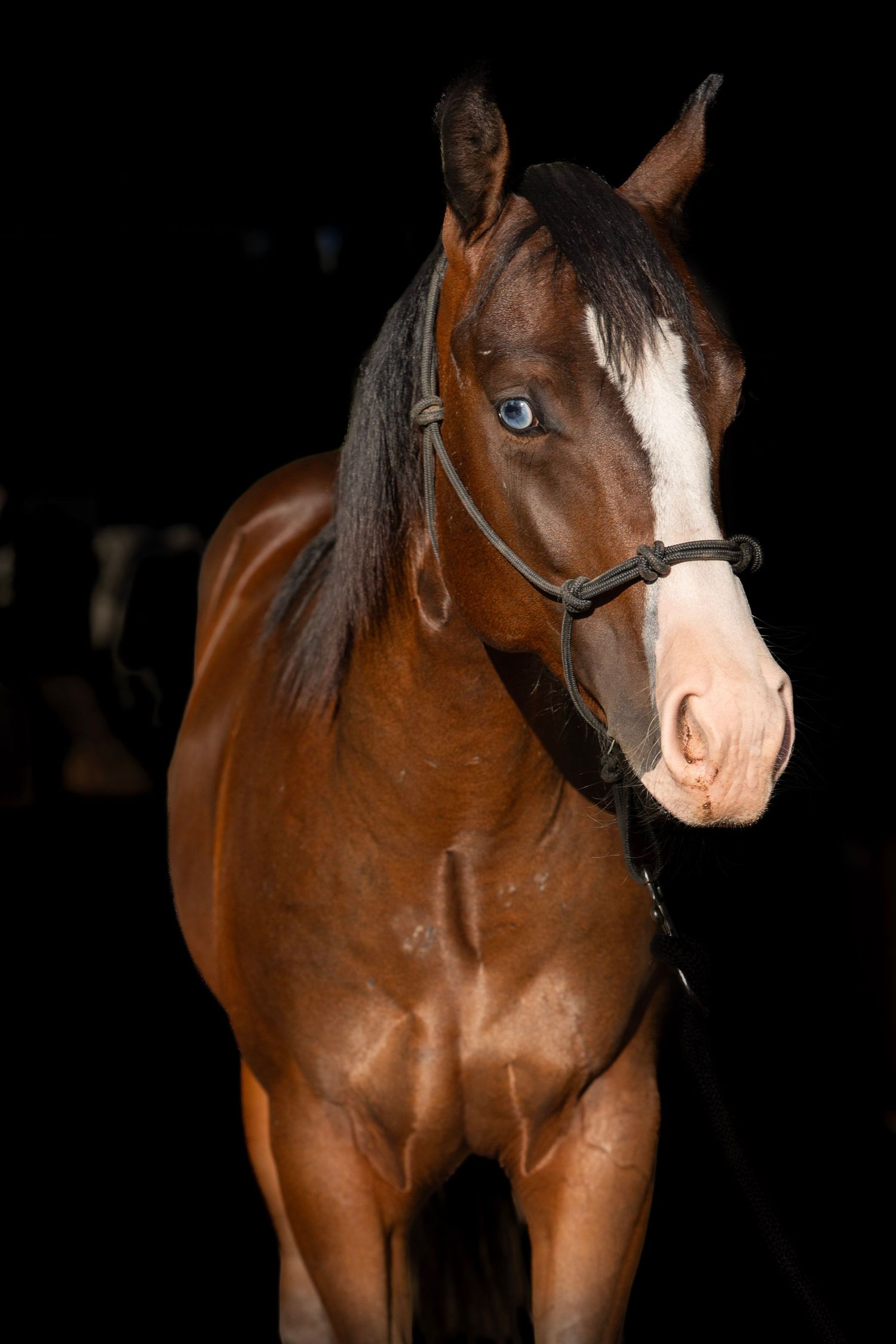 Horse standing for sale photos