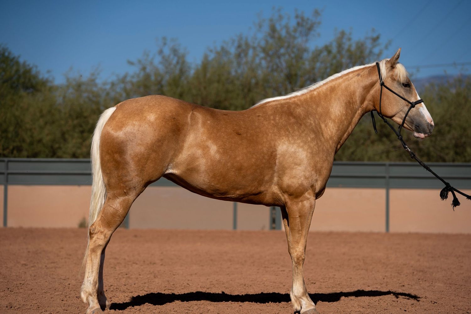 Quarter Horse standing square in the desert during sale photos, showcasing conformation and western style