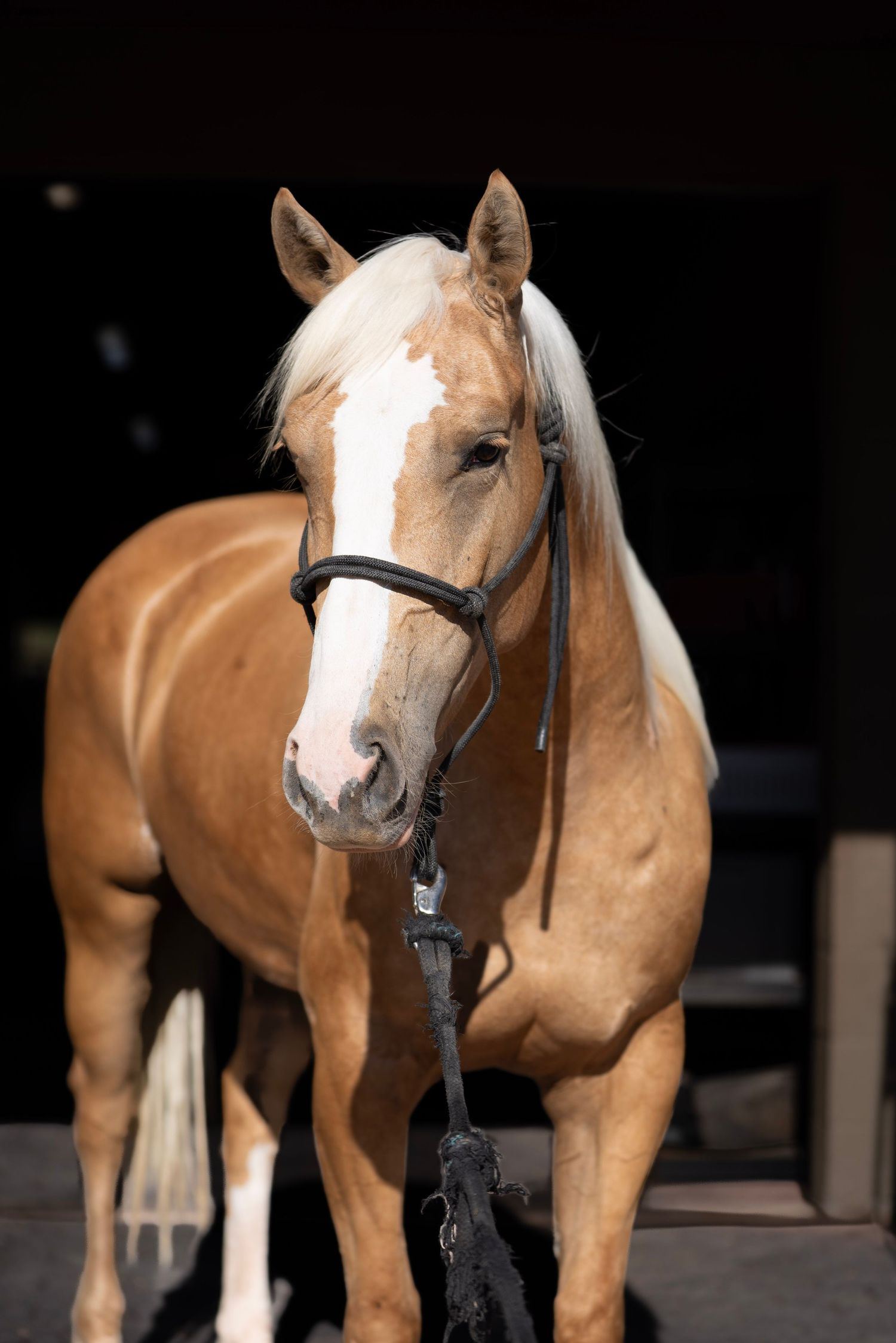 Quarter horse, standing for sale photos