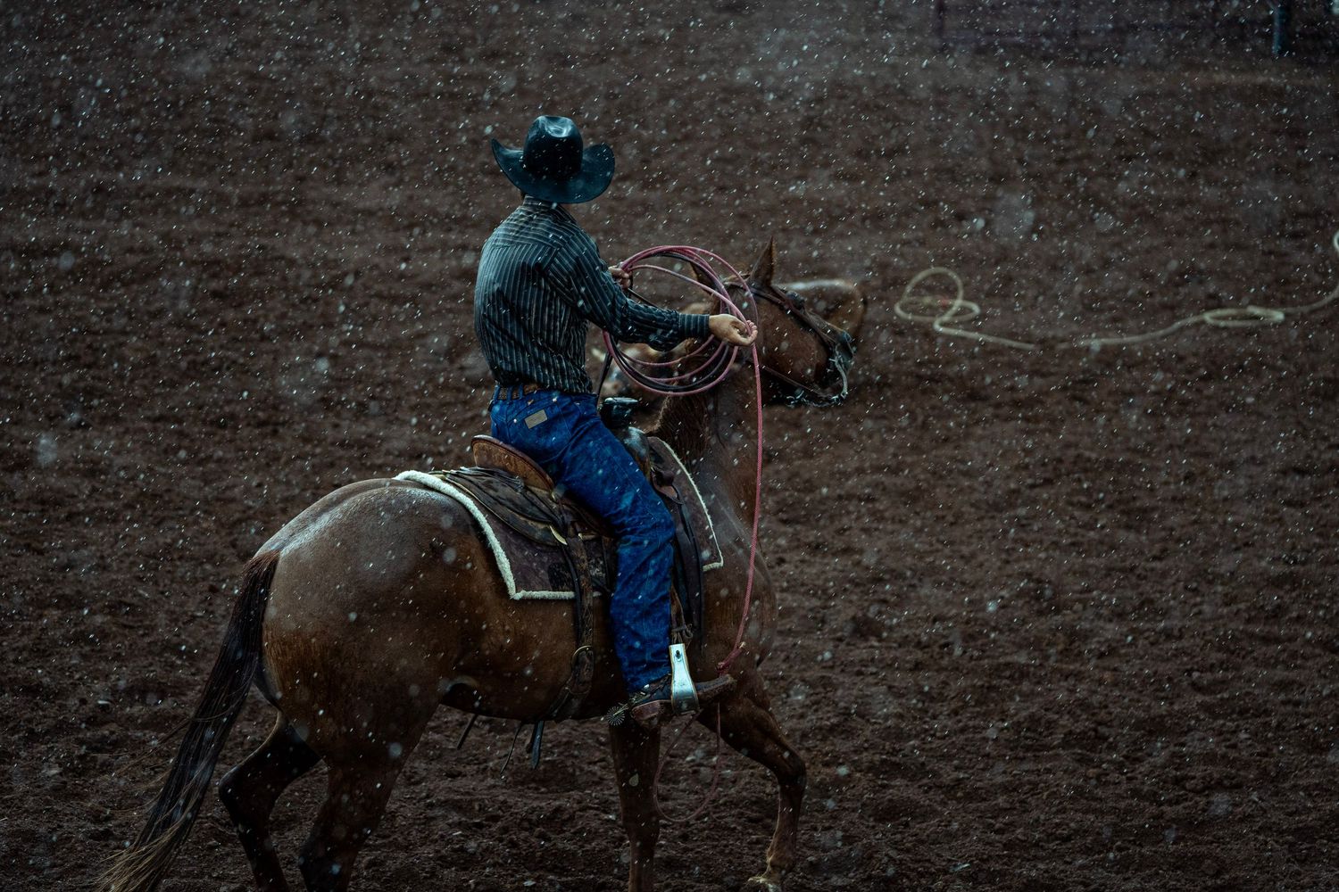 Ranch rodeo horse in rain