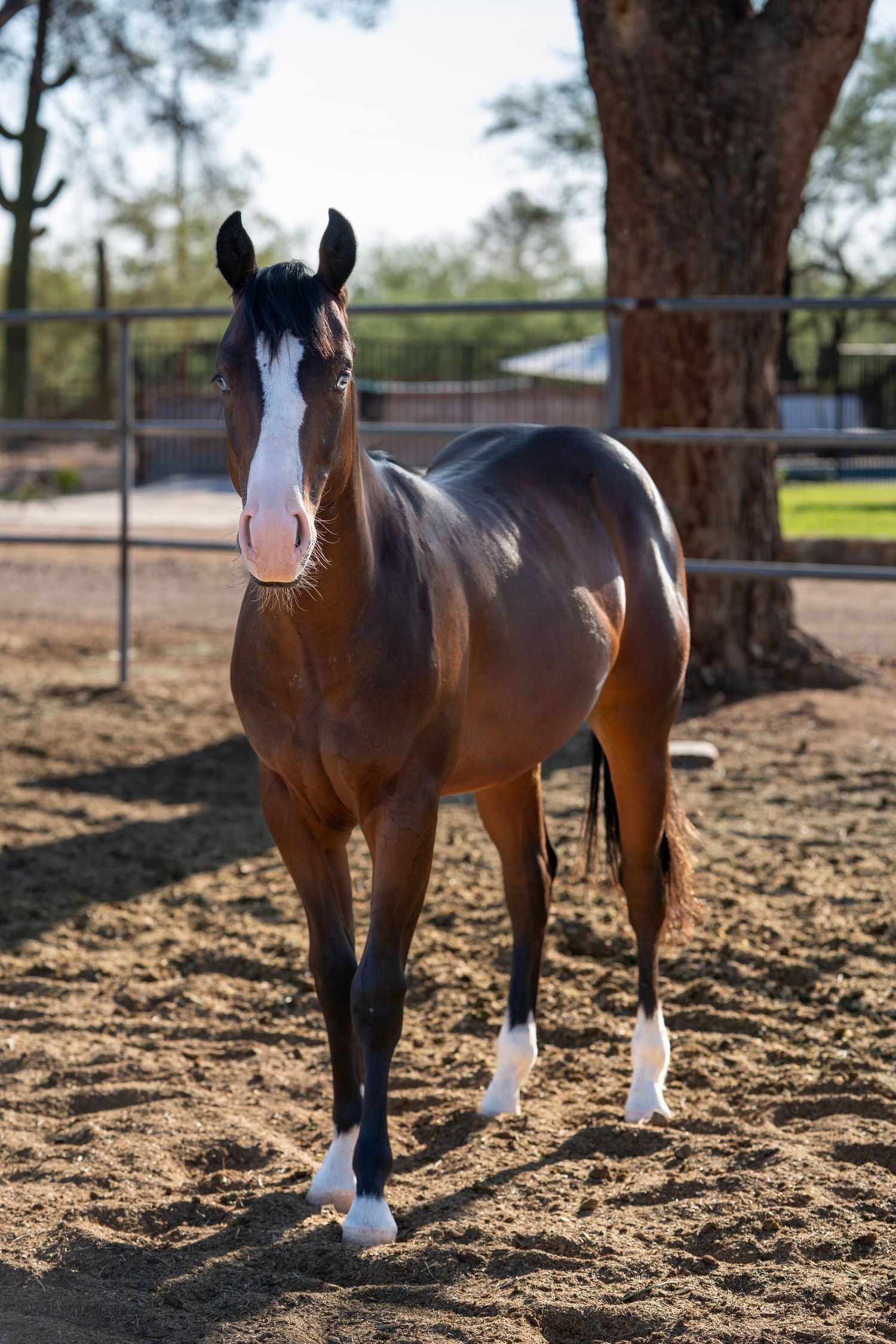 Horse standing for sale photos