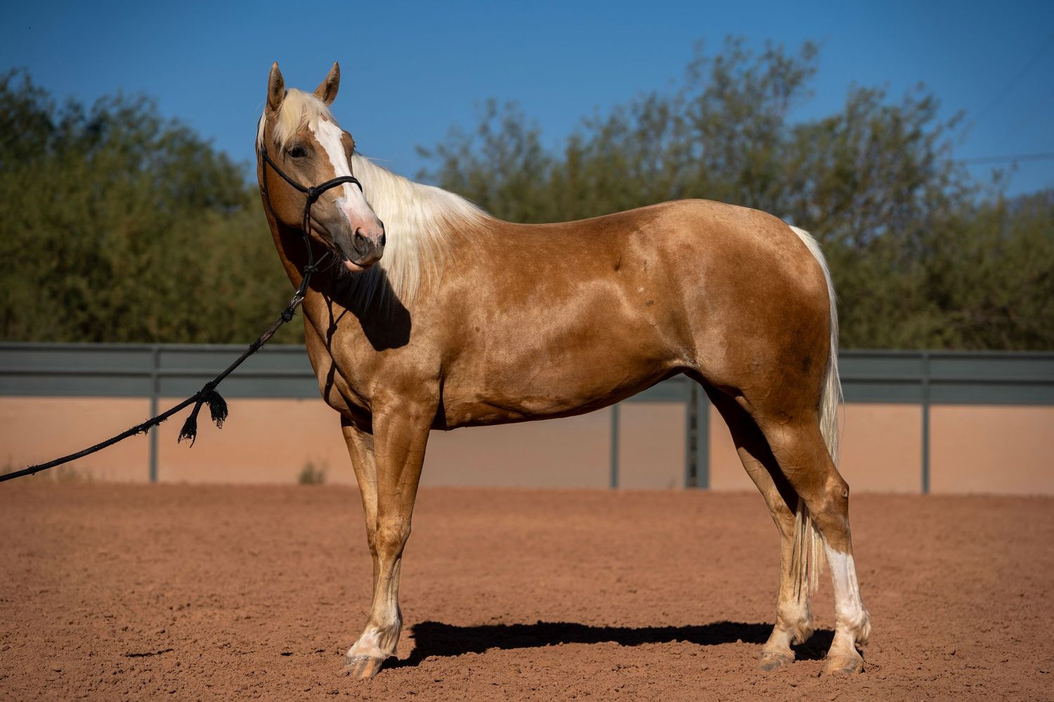 Quarter Horse standing square in the desert during sale photos, showcasing conformation and western style