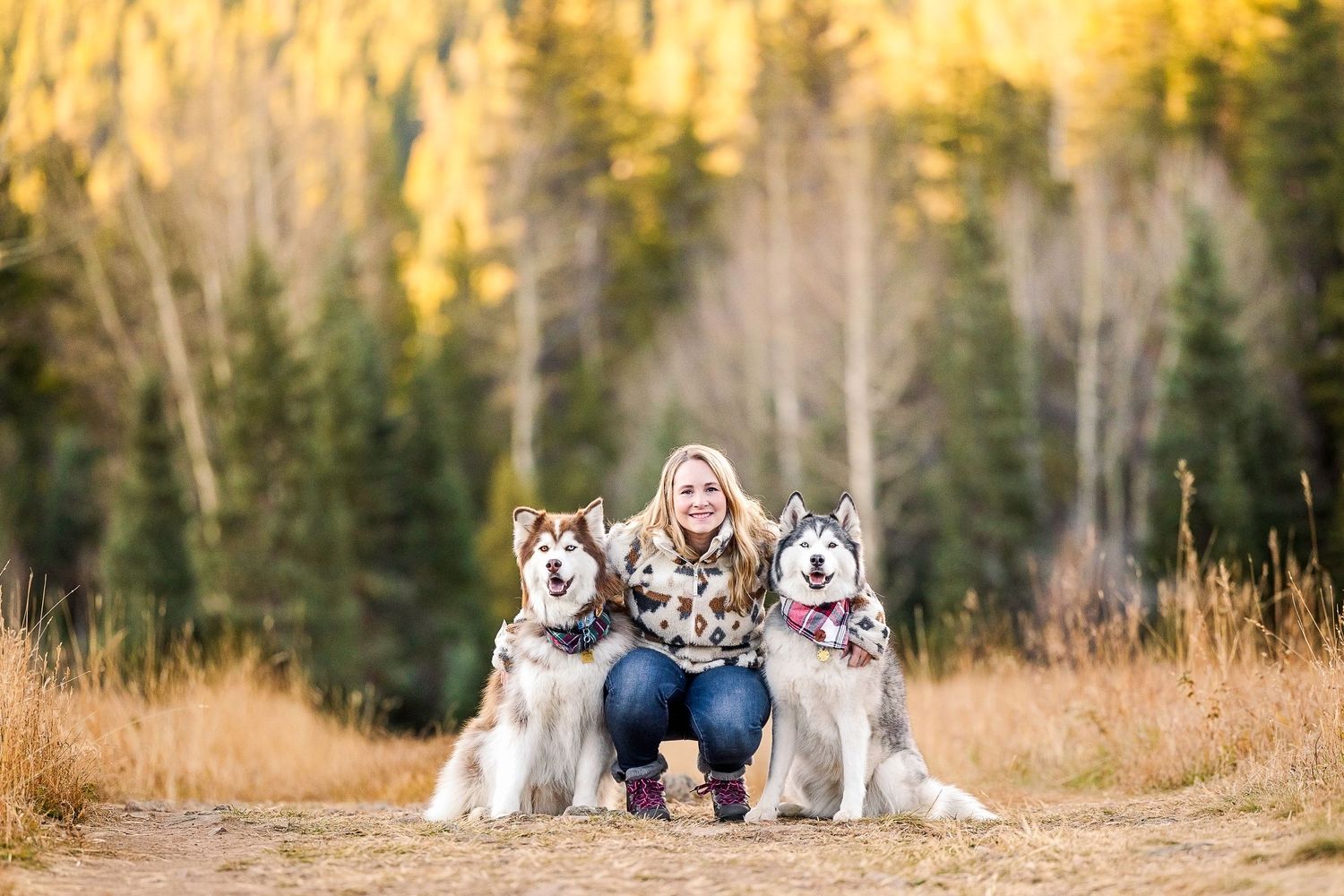 A group of Alaskan Malamute dogs sitting together in a golden field during sunset with forest in background.
