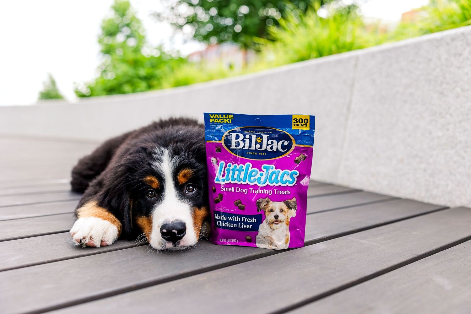 Bernese mountain dog lying on wooden deck with blue pet treat box nearby.