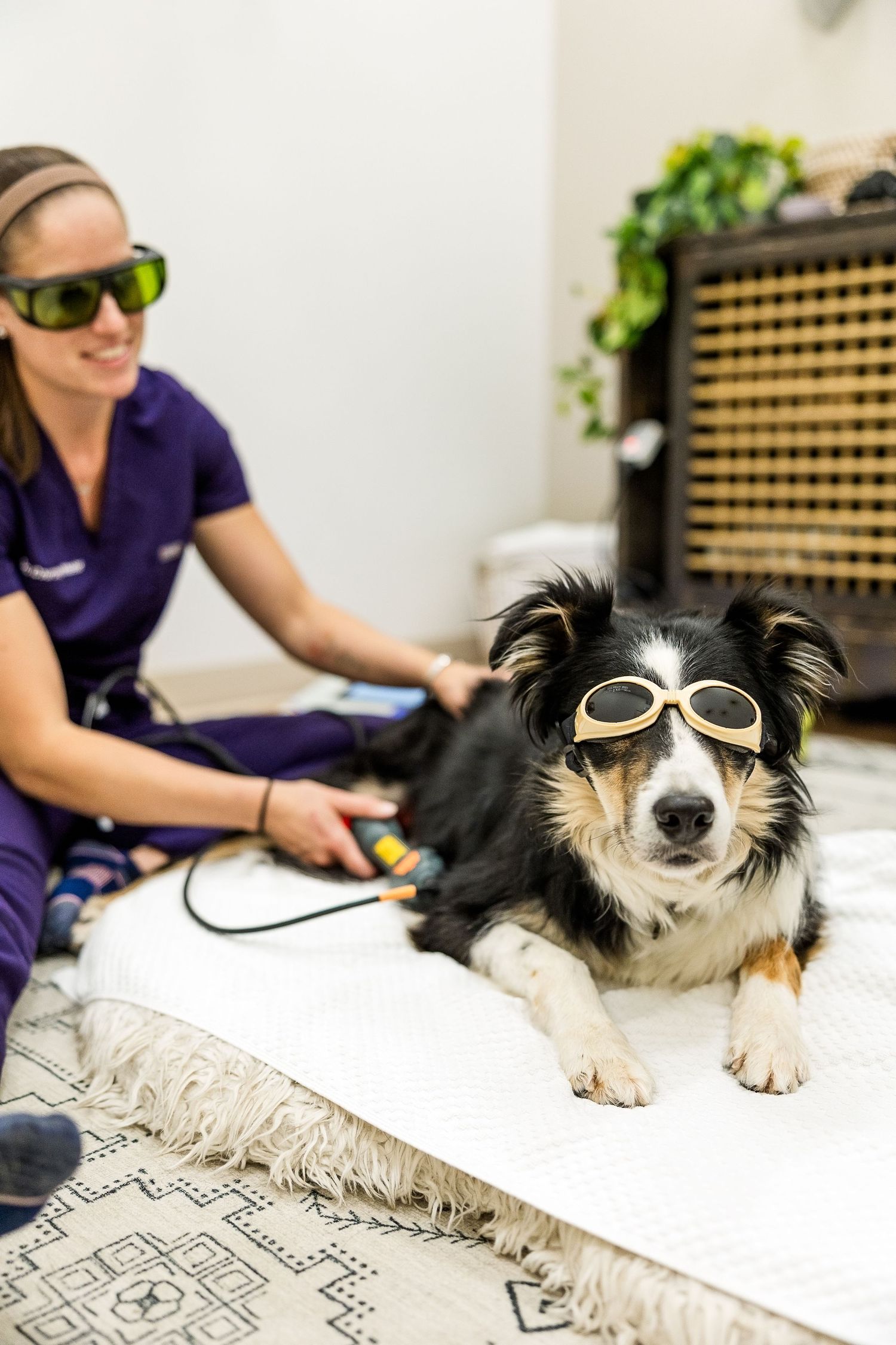 A Border Collie wearing protective goggles receives laser therapy treatment while lying on a veterinary table.