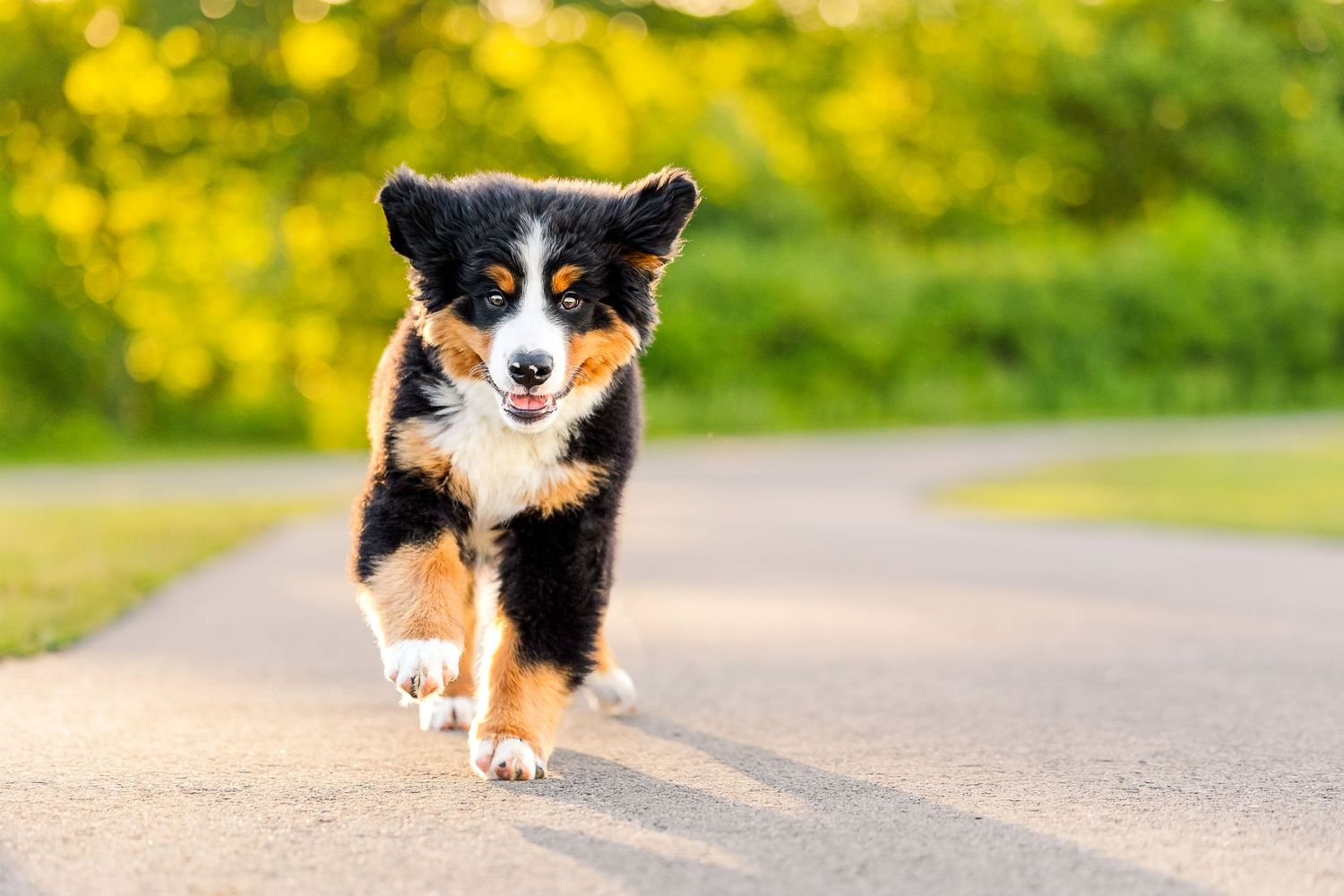 Australian shepherd puppy running and playing on a path in the sunshine.