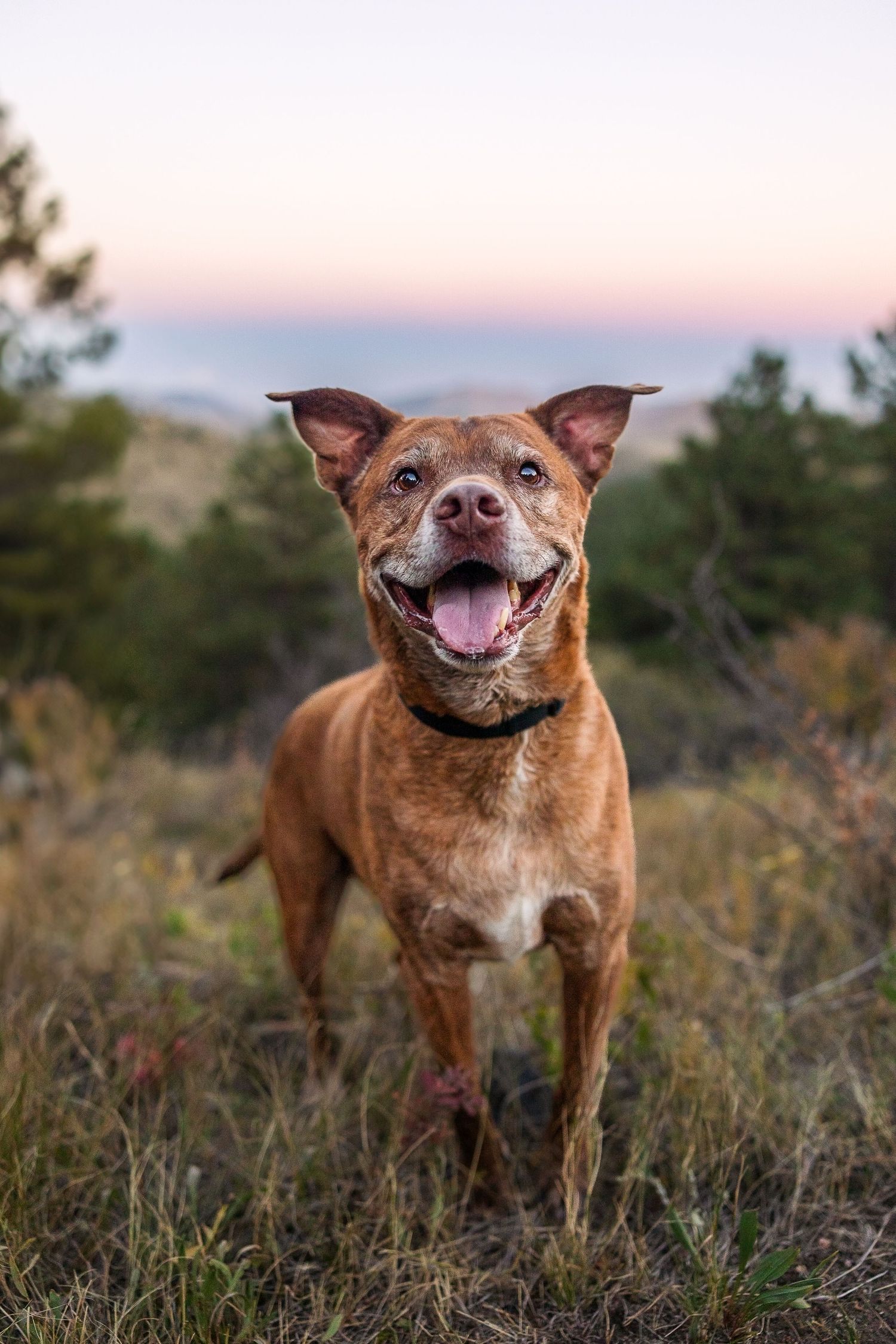 Happy brown Pitbull smiling and playing in wild grass during golden hour.