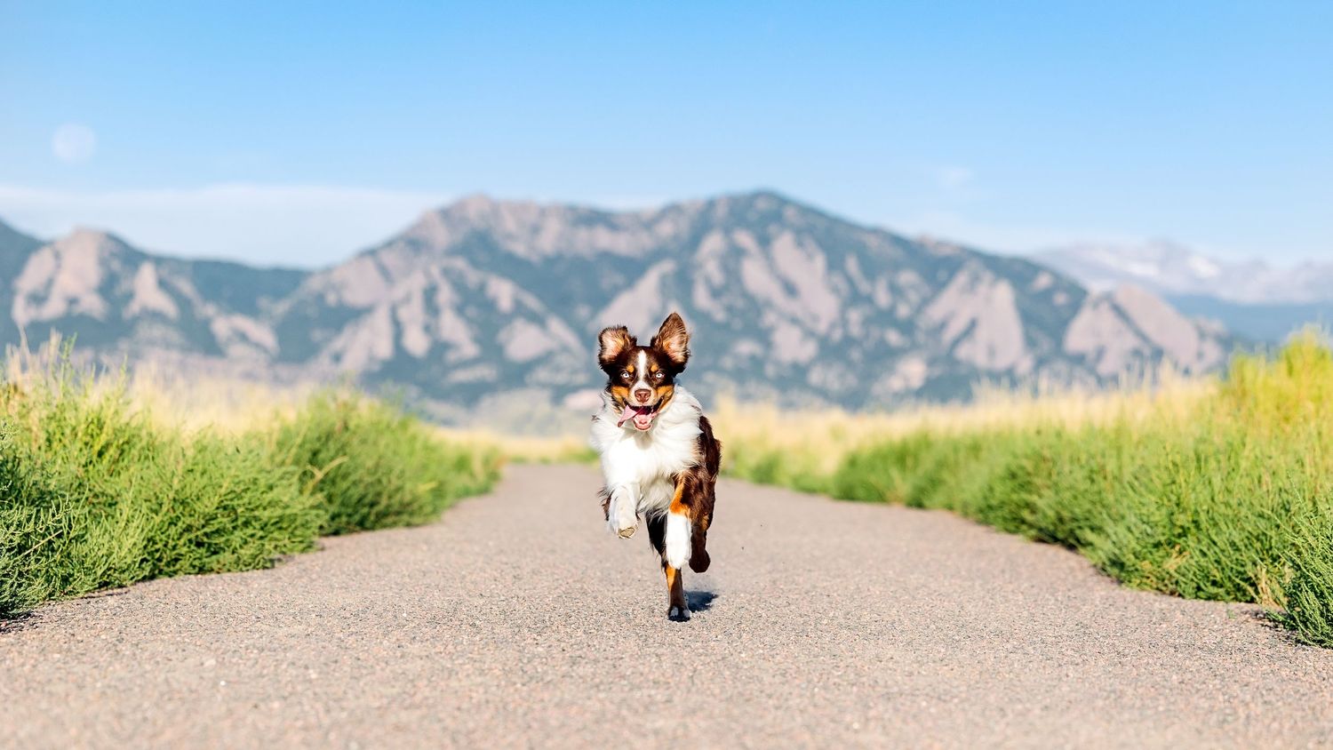A happy dog runs down a scenic road surrounded by green grass with Rocky Mountains in the background under a clear blue sky.