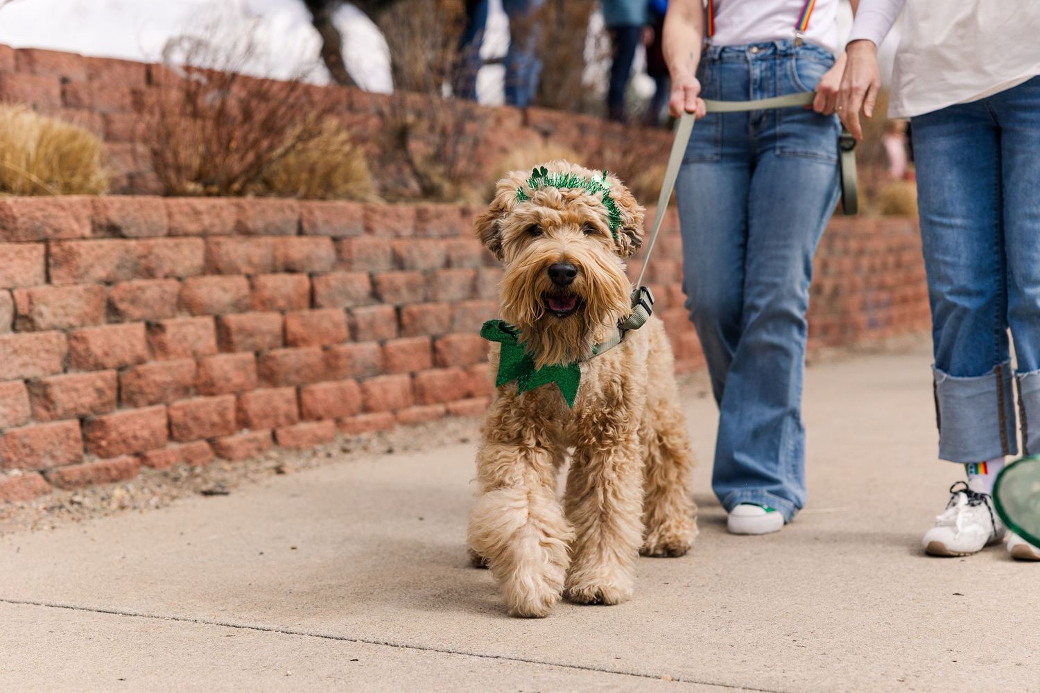 A small brown terrier dog walking on a sidewalk next to a brick wall.