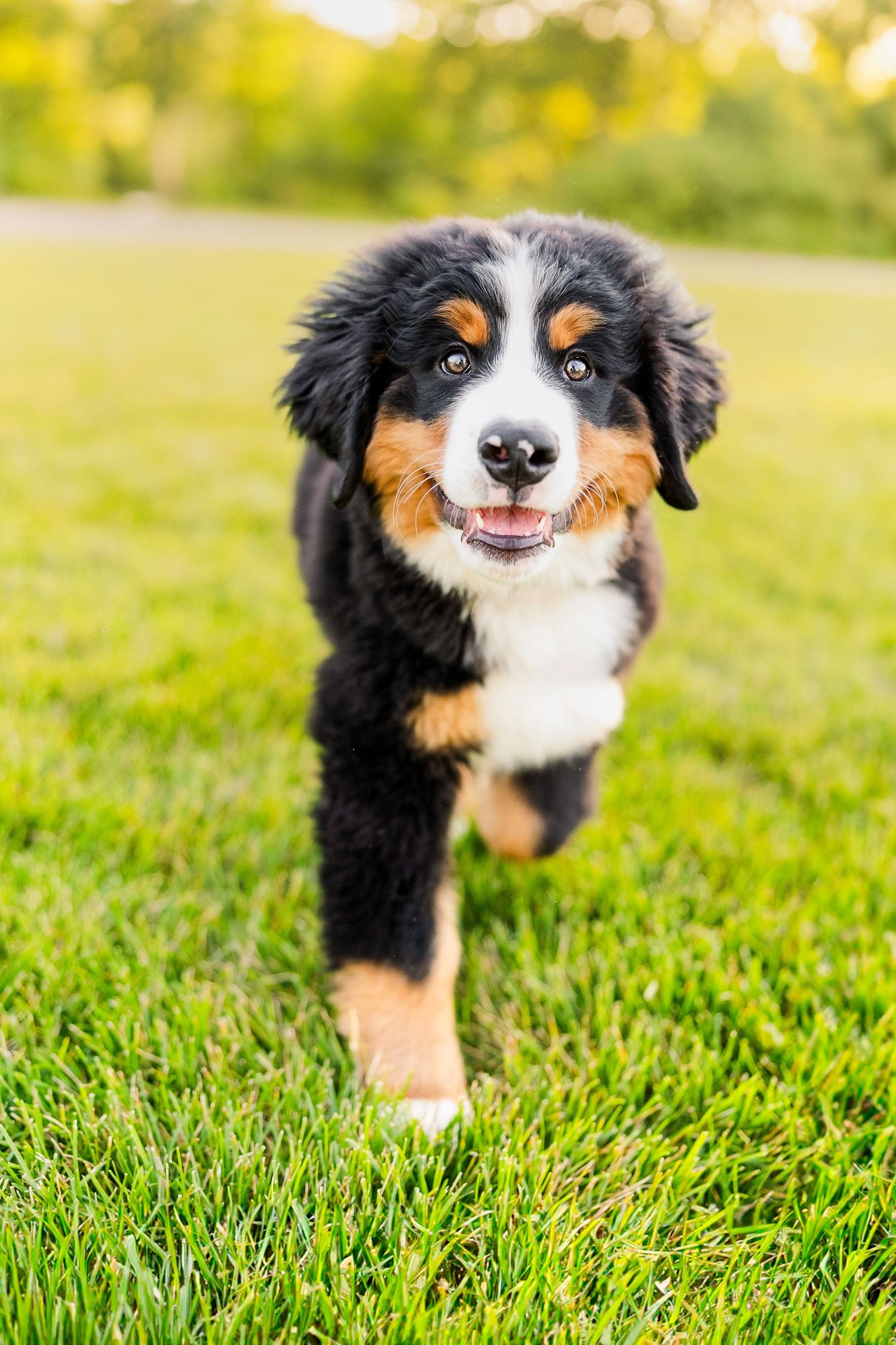 A fluffy Bernese Mountain Dog puppy runs playfully across a lush green grass lawn in bright sunlight.