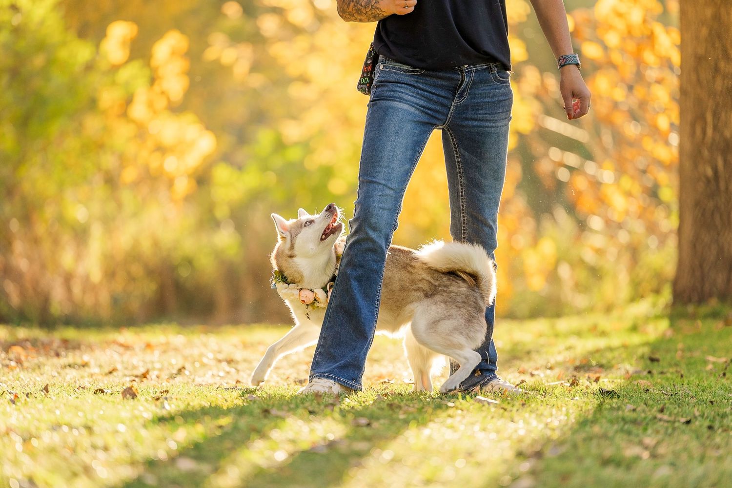 A husky dog walks alongside its owner on a leaf-covered autumn path in golden sunlight.