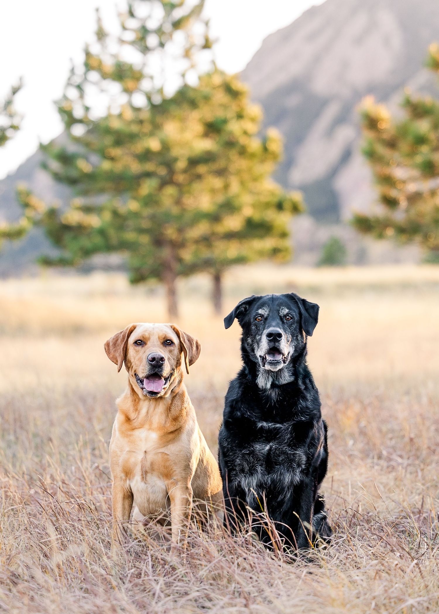 A yellow and black Labrador Retriever sit together in a golden field with pine trees and rocky mountains in the background.