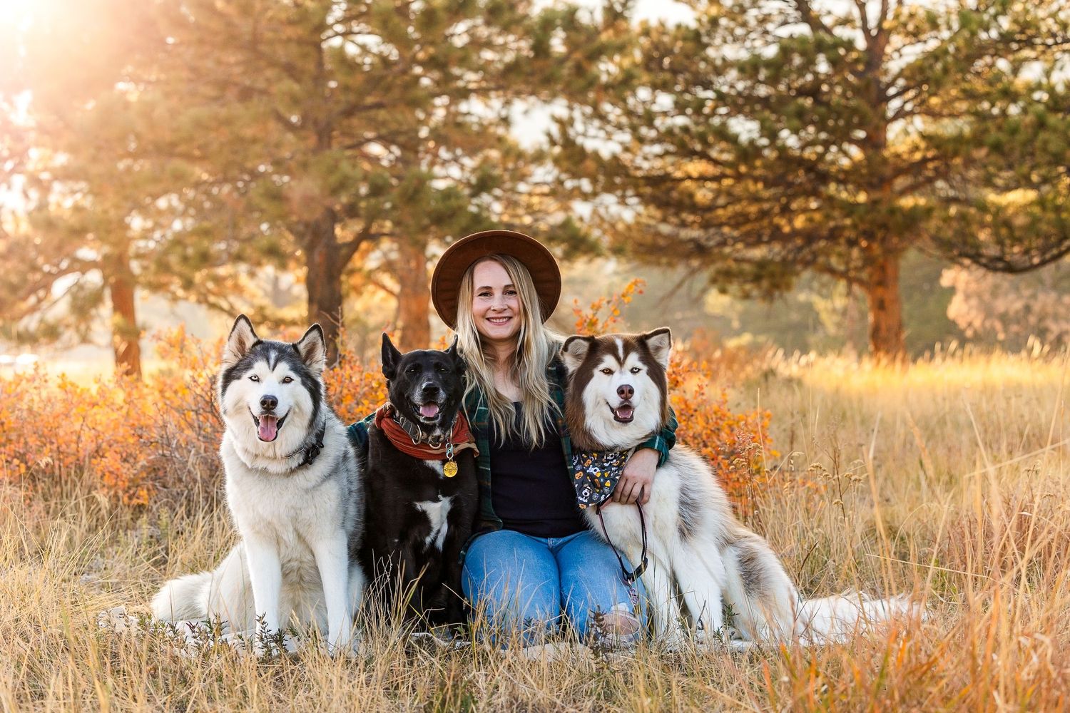 Husky dogs sitting together in a golden field during sunset with mountain backdrop.