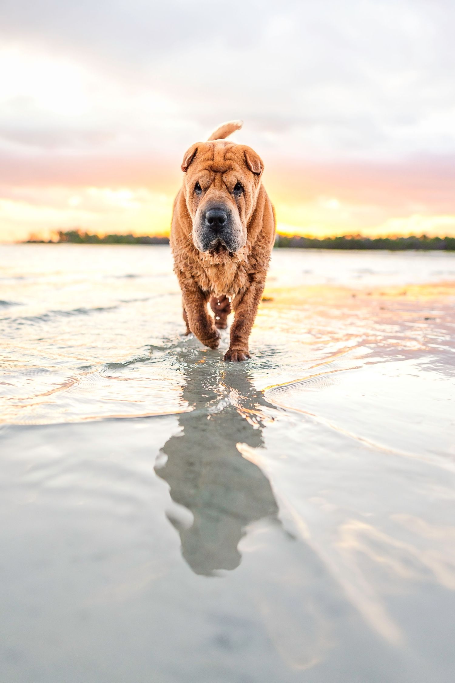 A wrinkly Shar Pei dog walks through shallow beach water at sunset, with its reflection visible below.