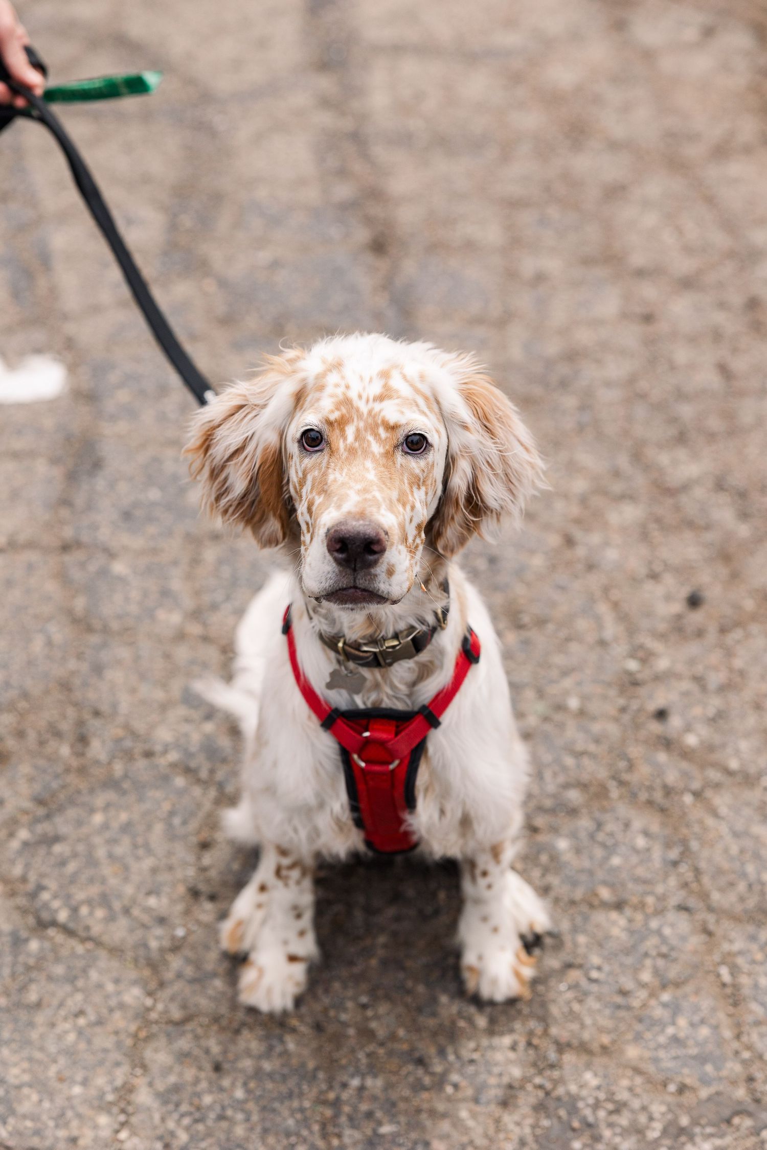 English Setter puppy wearing a red harness sits on pavement while being walked on a leash.