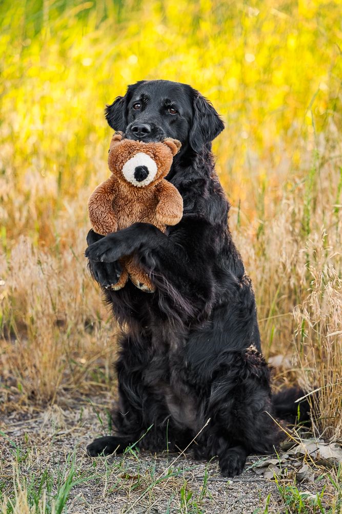 Black flat-coated retriever sitting upright outdoors holding a brown teddy bear with its paws against a yellow field backdrop.
