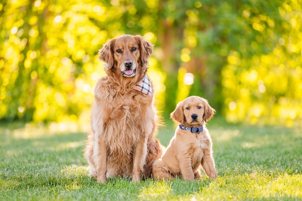 Two golden retriever dogs sitting together on green grass in a park with golden sunlit trees in the background.