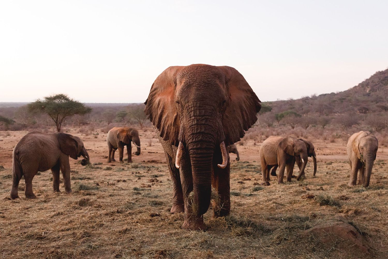 A herd of African elephants traverses across a dusty savanna landscape during a warm afternoon.