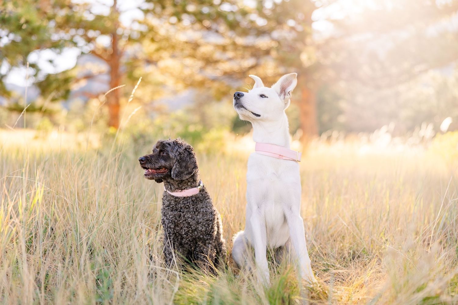 Group of dogs sitting attentively in sunlit meadow with mountains in background.
