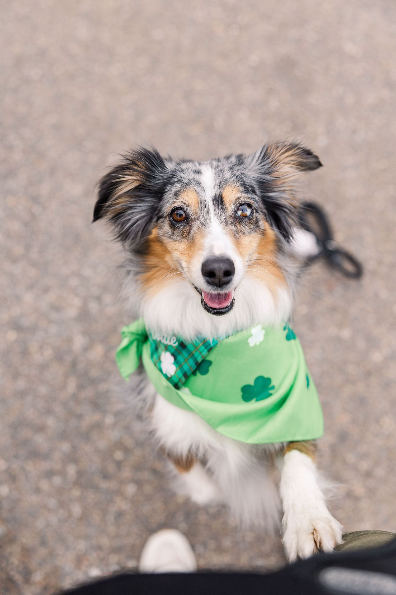 Australian shepherd dog wearing green shamrock bandana jumps playfully across multiple action shots.