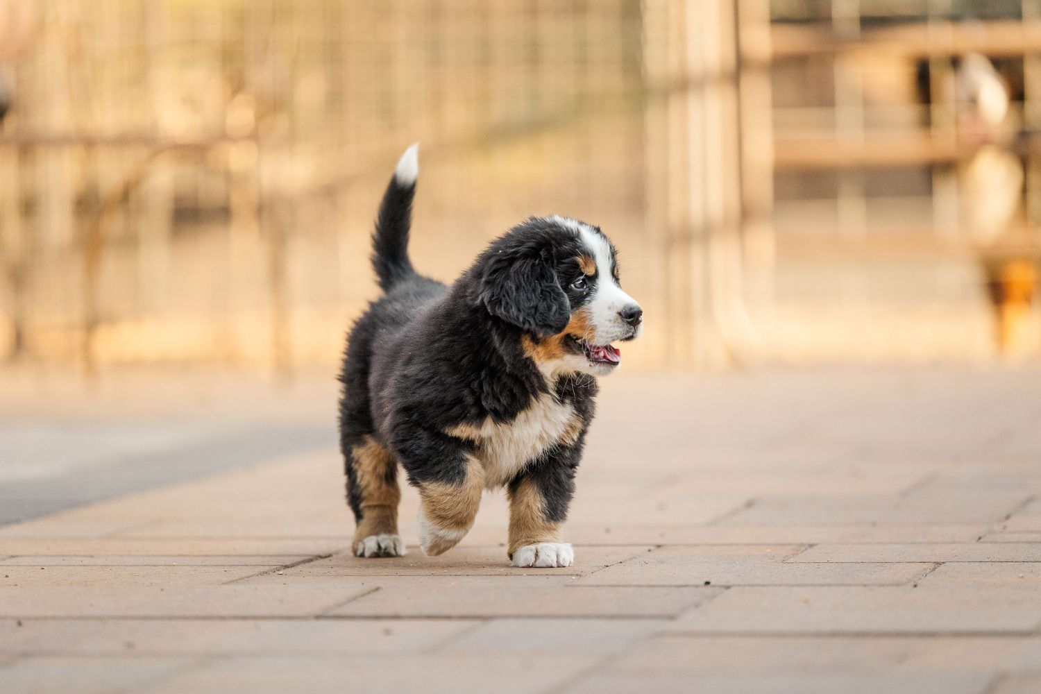 Bernese mountain dog puppy walks on a stone paved path during golden hour lighting.