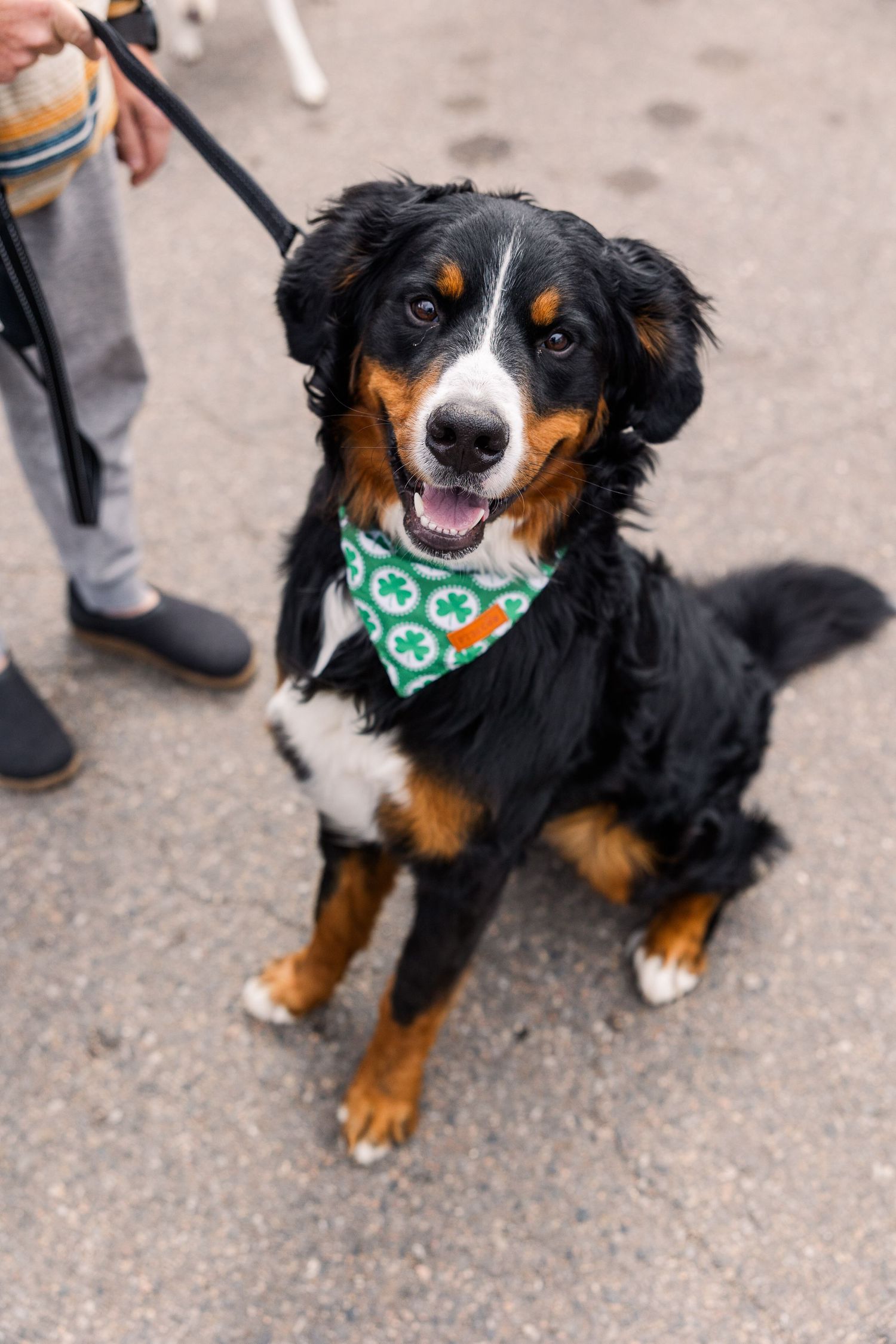A happy Bernese Mountain Dog wearing a green bandana sits on pavement while on a leash.