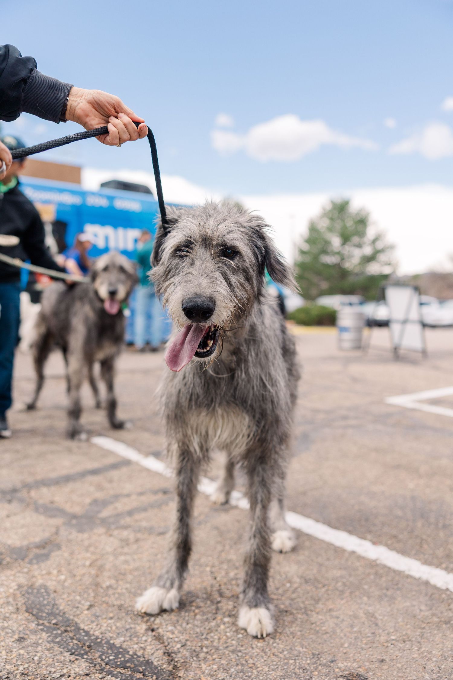 A shaggy gray Irish Wolfhound dog standing on gravel in a series of similar poses showing its profile and stance.
