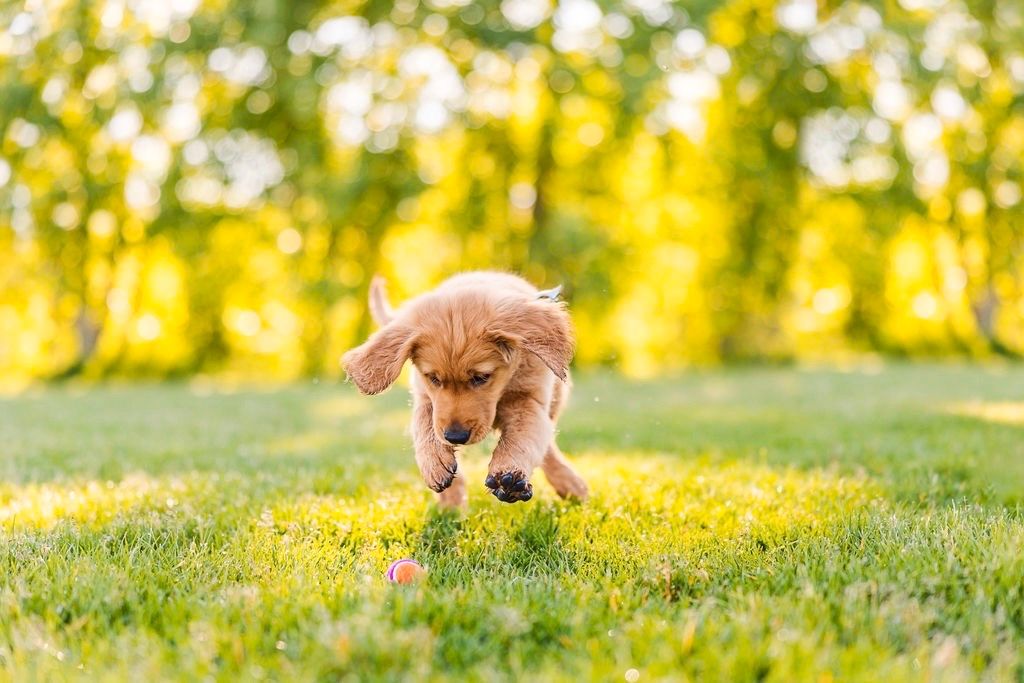 A ginger fox walking through a sunlit meadow filled with bright yellow dandelion flowers on a spring day.