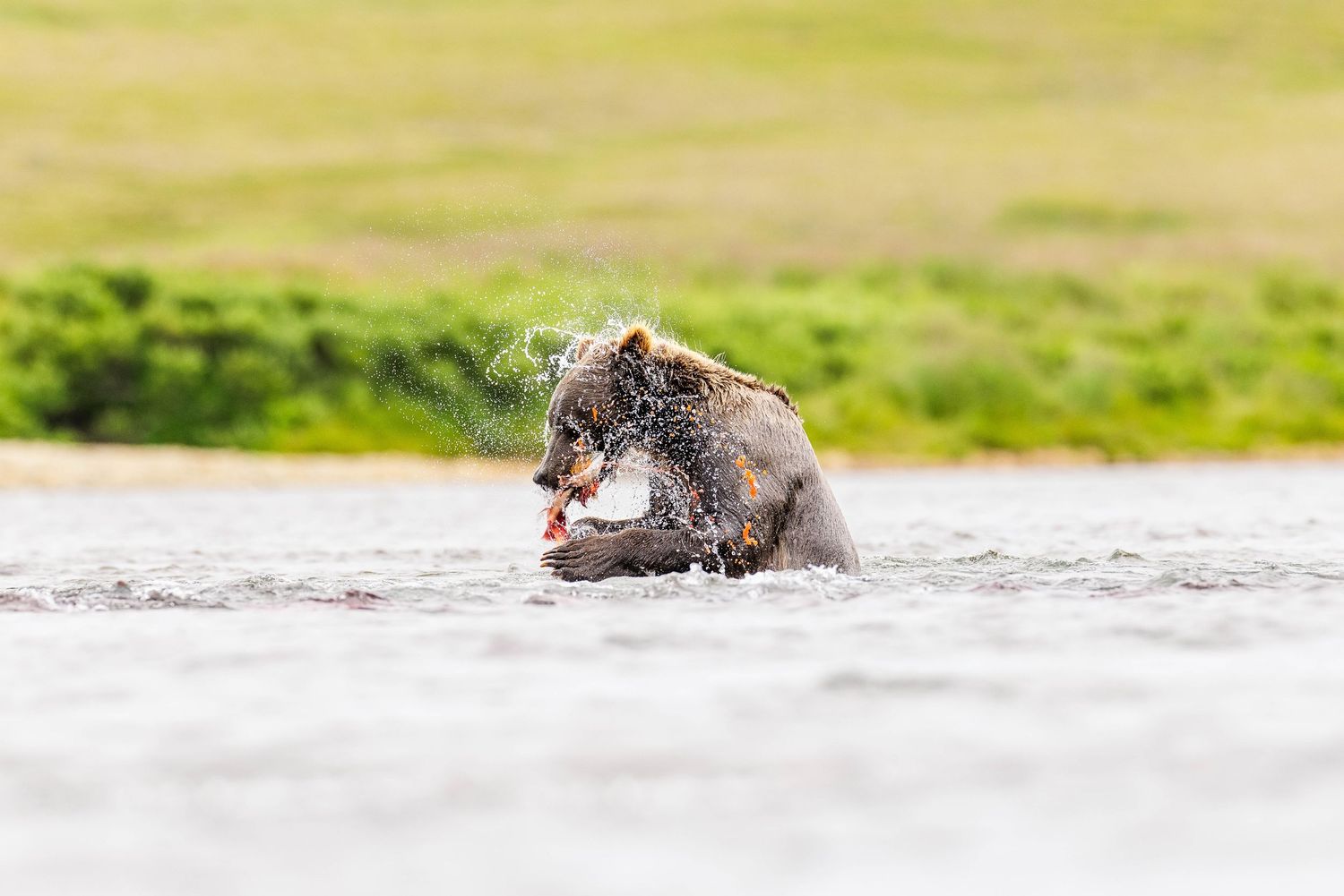 A brown bear splashes through shallow water while hunting for fish in a pristine wilderness stream.