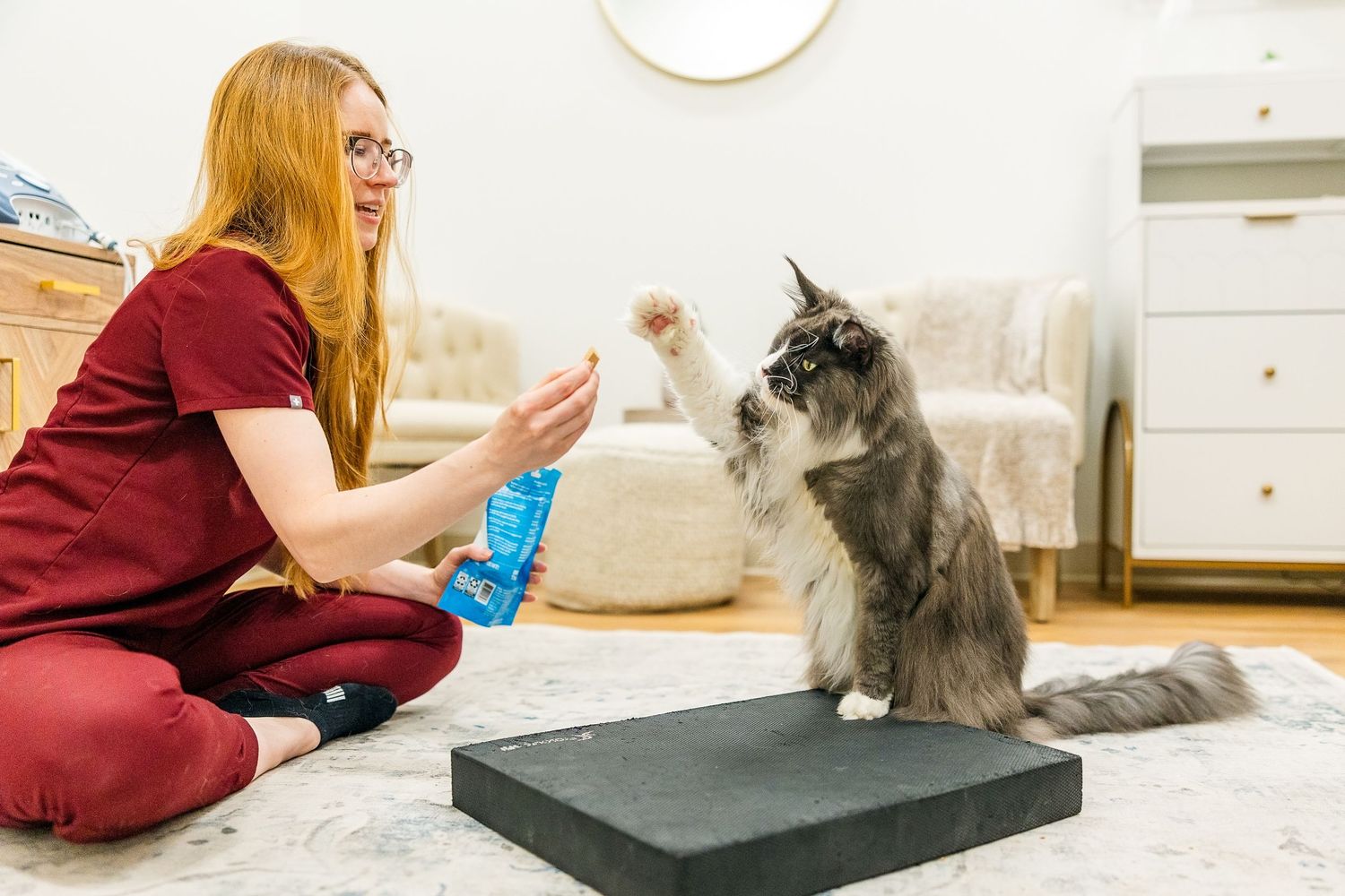 A veterinary professional demonstrates training techniques with a fluffy grey cat on an examination table.
