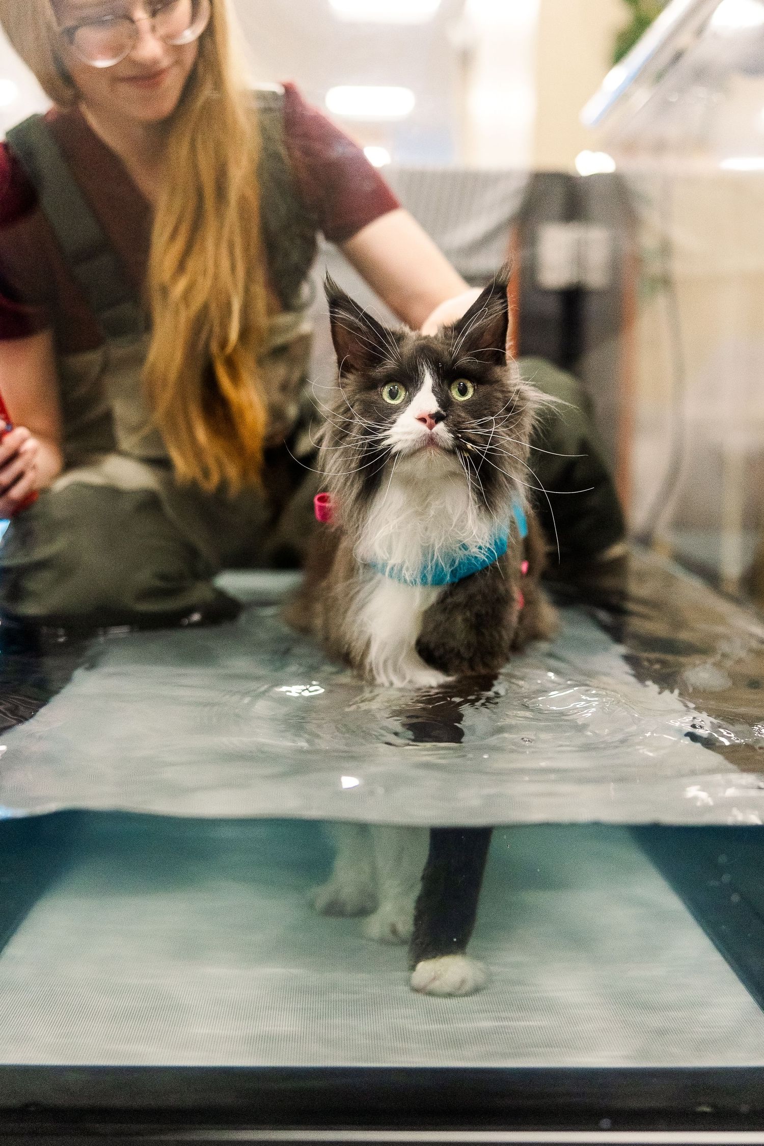 Black and white cat walking on underwater treadmill during hydrotherapy session wearing blue collar.