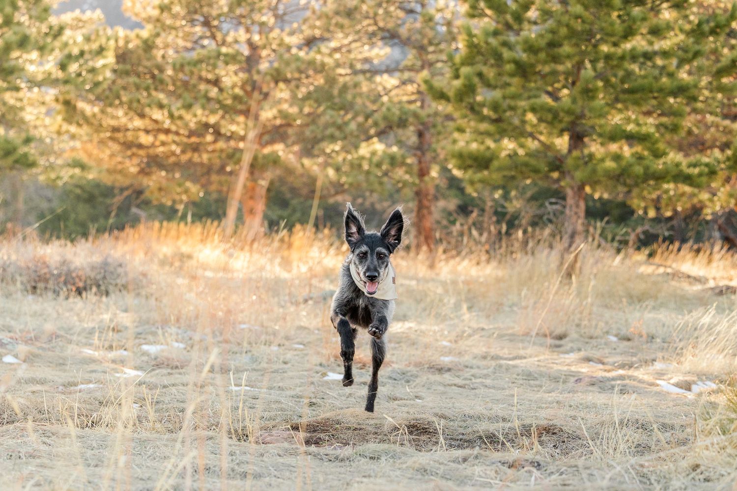 Black German Shepherd dog running through dry grass field at sunset with golden light in background.