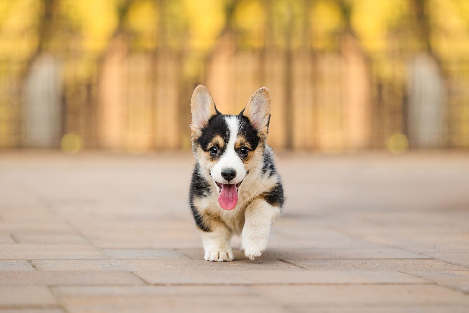 Adorable Corgi puppy running happily towards camera with tongue out on stone pathway with golden bokeh background.