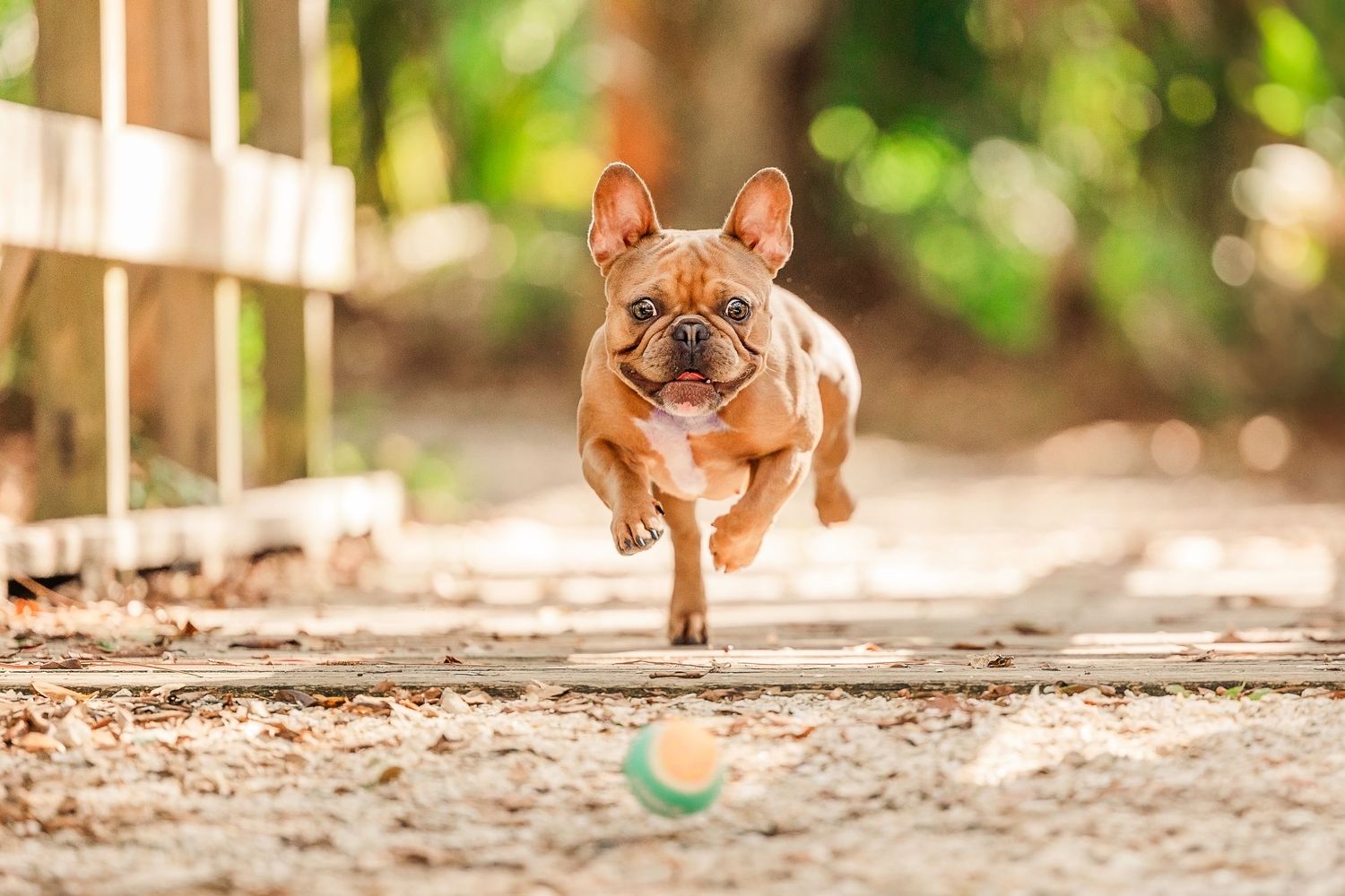Playful brown French Bulldog running and jumping through a sunlit outdoor area.
