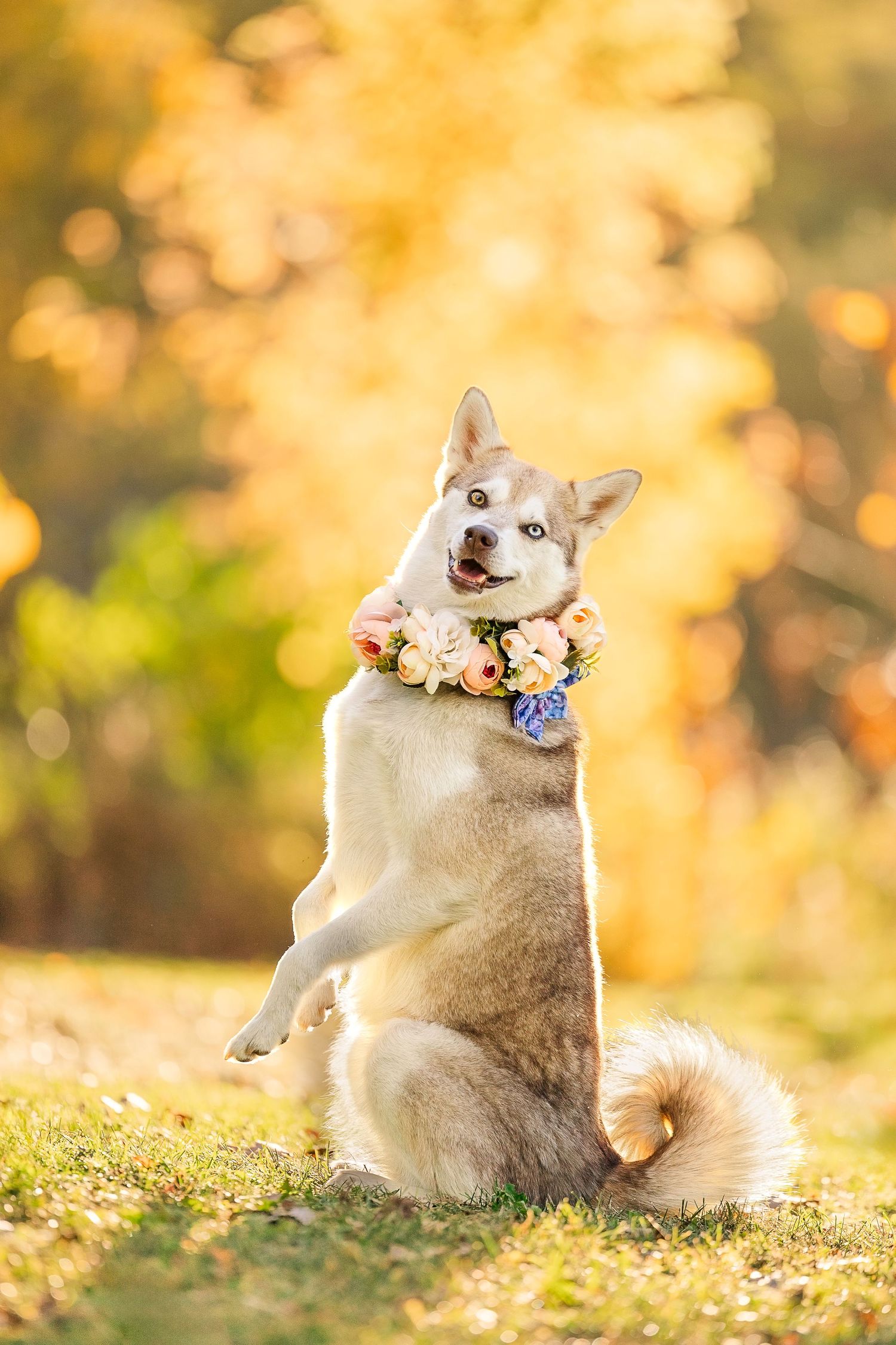 Playful husky dog rolling in autumn grass with golden bokeh background.