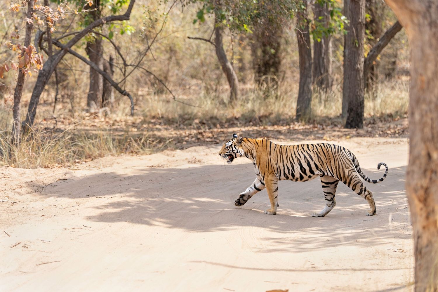 Bengal tiger walking along a forest path in a wildlife sanctuary during dry season.