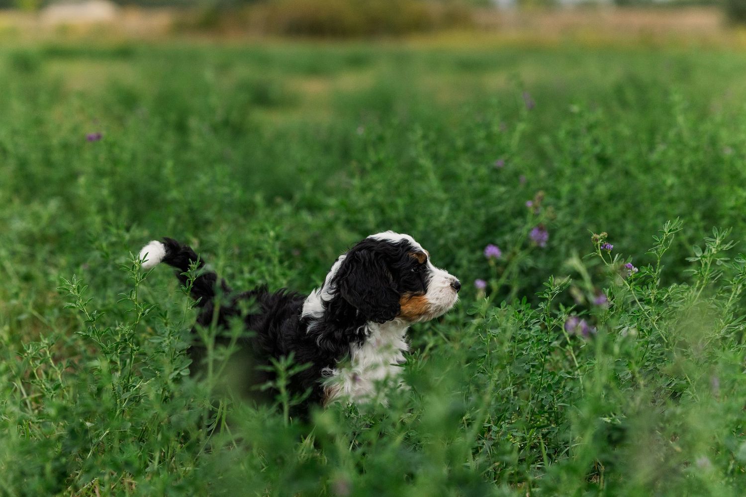 Border collie dog runs and plays in a lush green field on a sunny summer day.