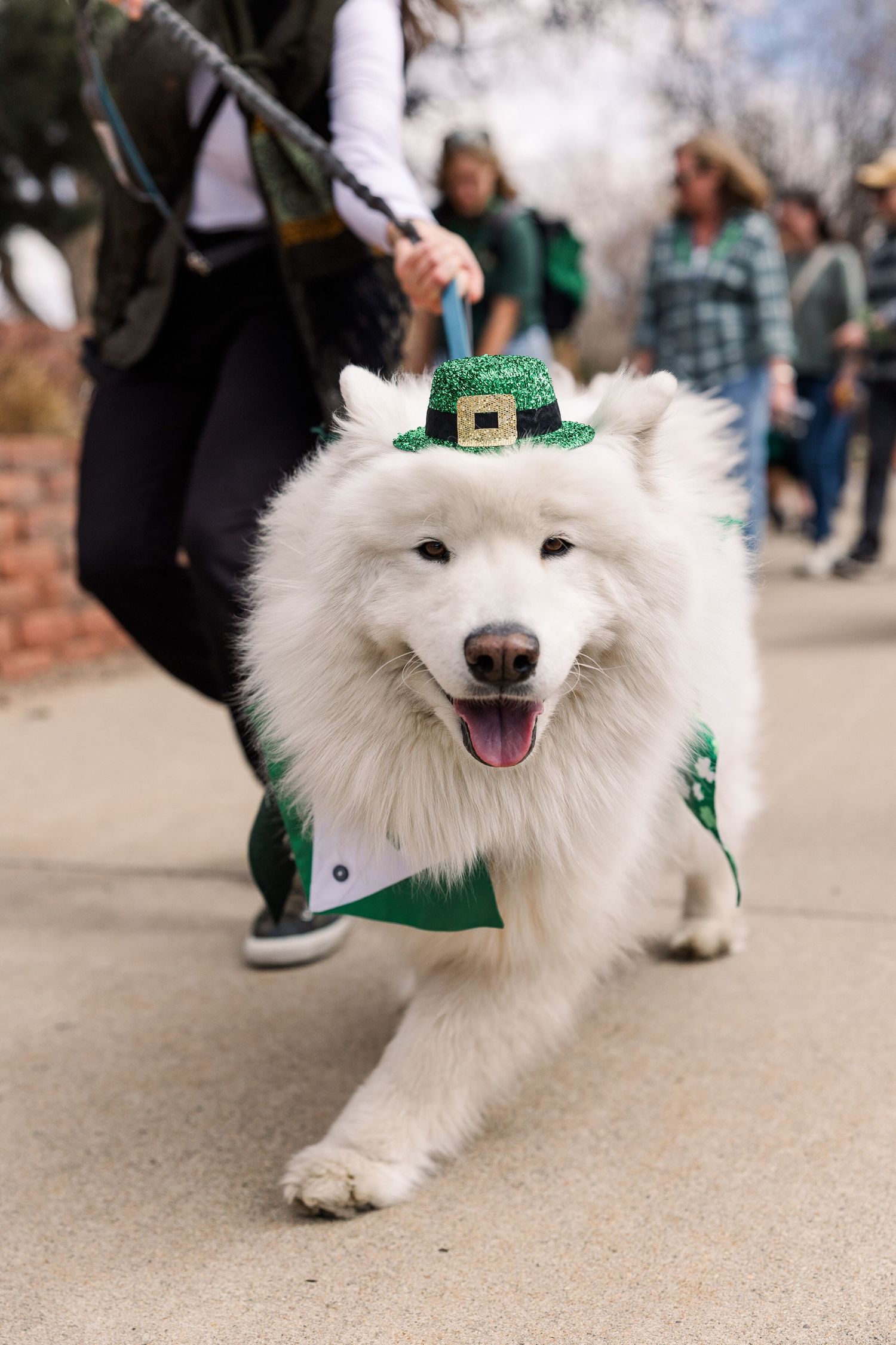 A happy white Samoyed dog wearing a green St. Patrick's Day outfit and leprechaun hat walks on a sidewalk.