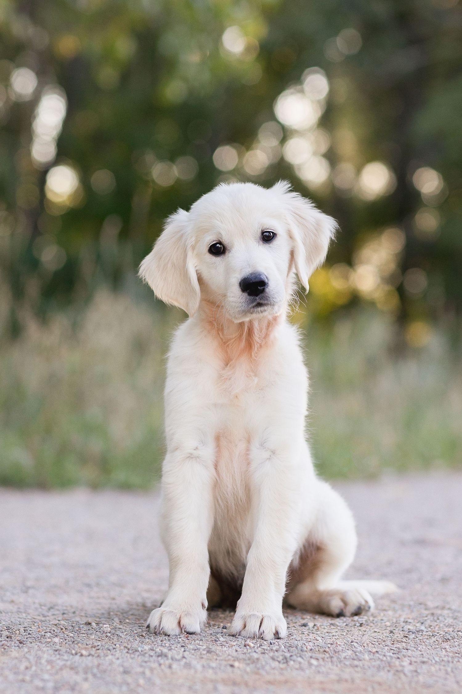 An adorable white Golden Retriever puppy sits on a path while photographed from different angles in a series of shots.