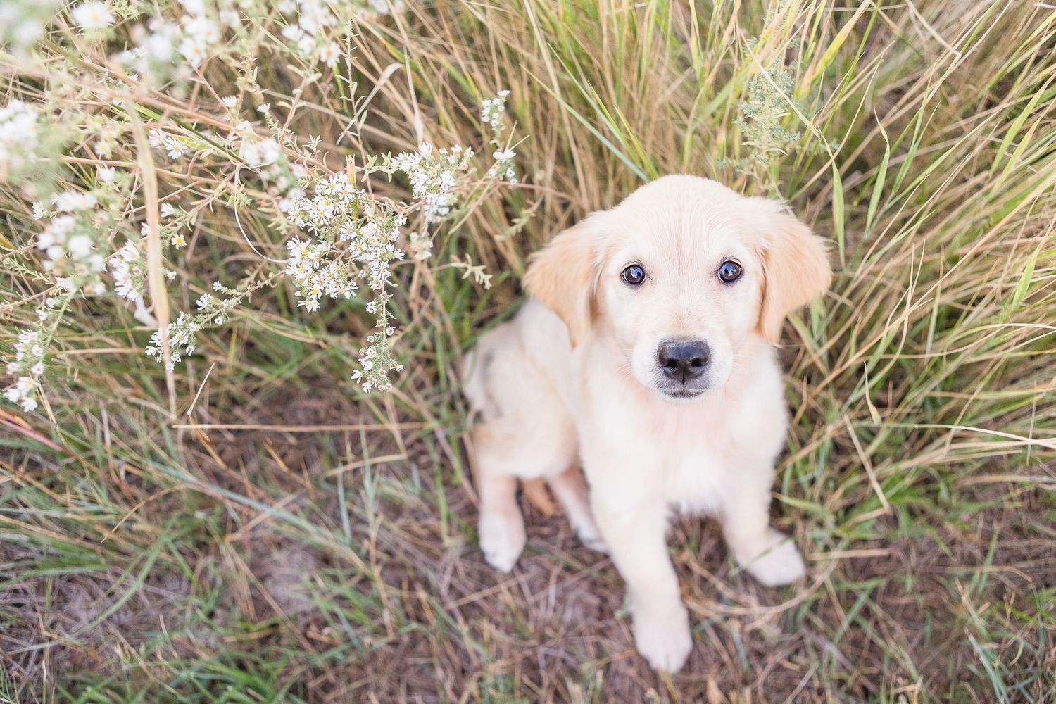 A golden retriever puppy peeks playfully through tall grass in a series of connected photos showing different angles.