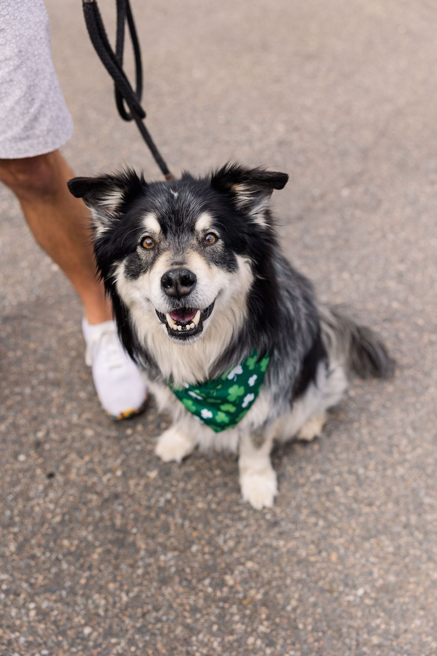Happy black and white border collie mix dog wearing green bandana on leash smiles at camera during walk.