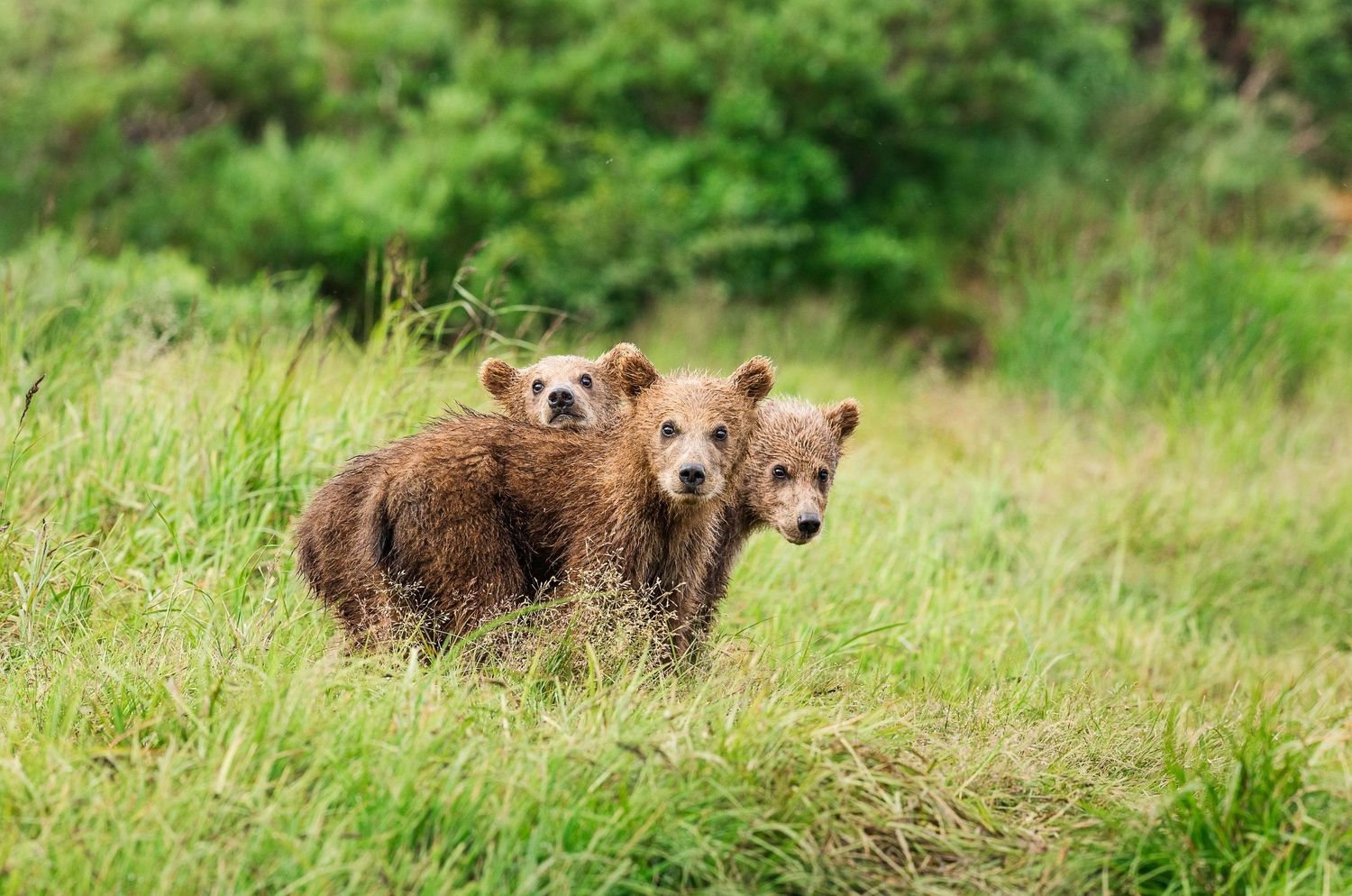 Two young brown bears standing alert in tall grass meadow surrounded by green forest.