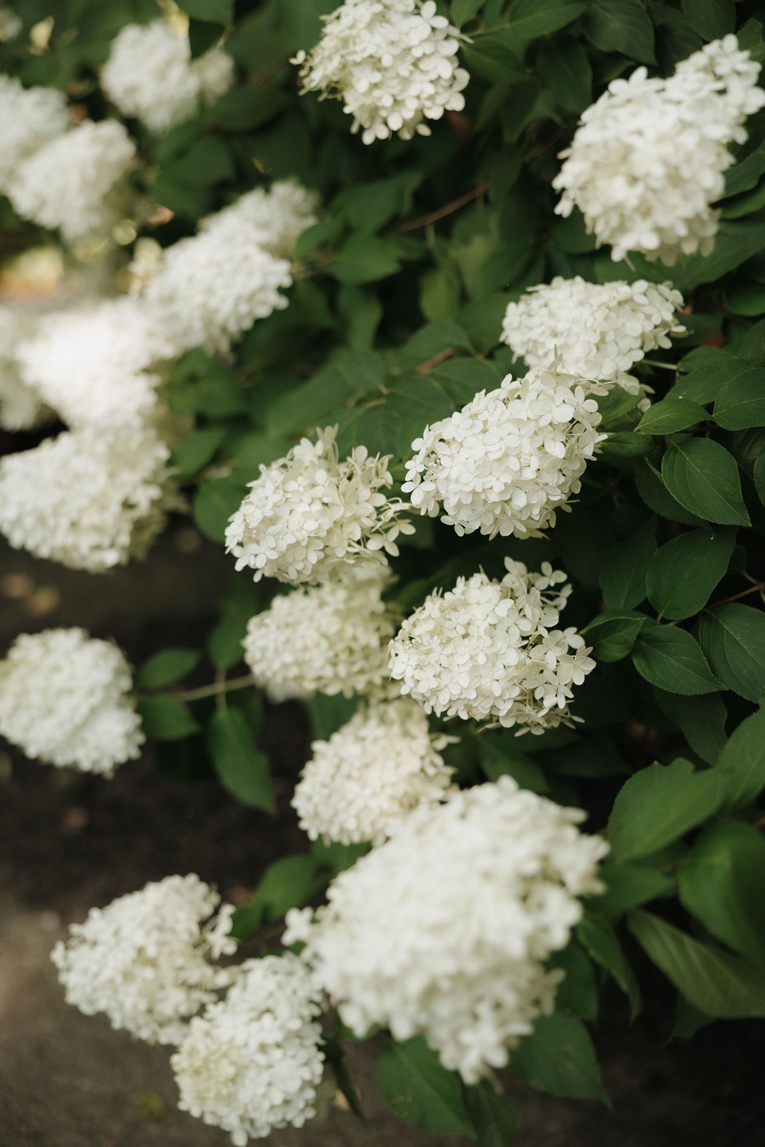 Delicate white hydrangea blooms cascade against dark green foliage in a lush garden setting.
