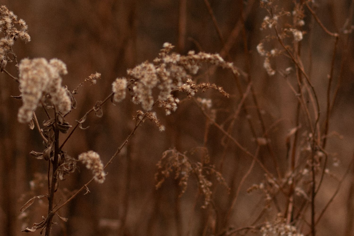 Close-up of dried brown plant stems and flowers in moody lighting.