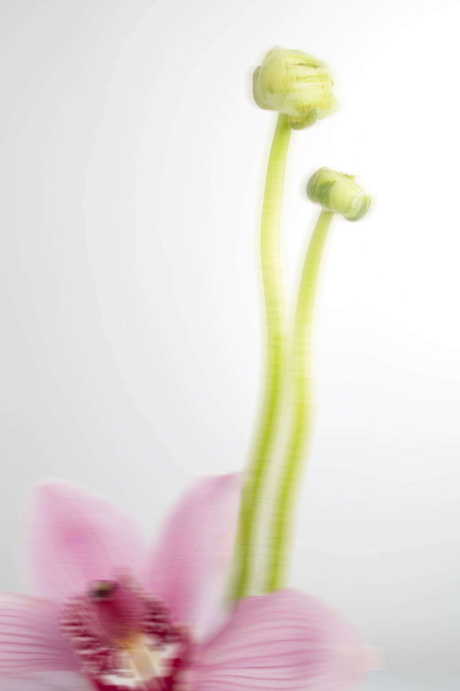 Flower editorial shot taken by UK product photographer Glow Studio Yalda