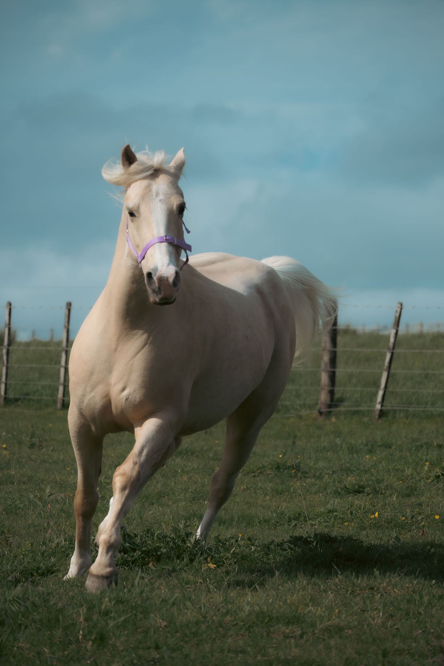 A palomino horse gallops gracefully across a green pasture with a fence and blue sky in the background.